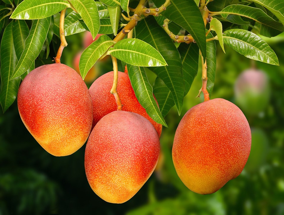 KIT DE CULTIVO DE MANGO PARA LA EXPORTACIÓN